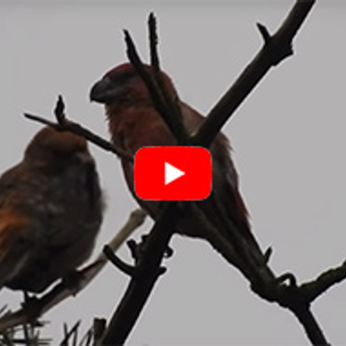 Twee grote kruisbekken