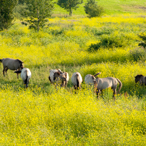 Vechtende Konikpaarden weer tot rust