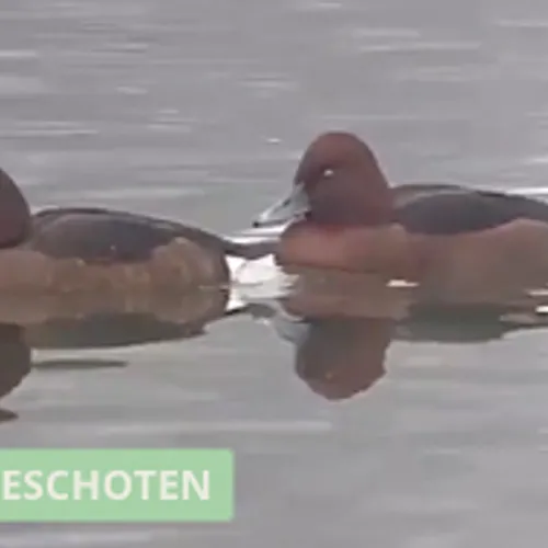 Zeldzame witoogeenden