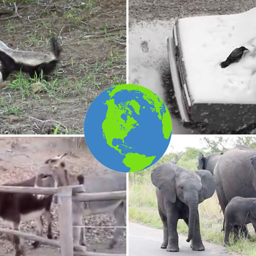 Natuurfilmpjes: van woeste honingdas tot slimme ezels