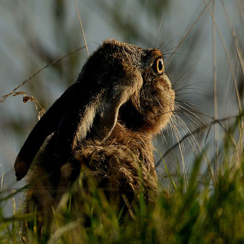 Nieuw virus velt eerste haas