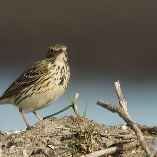 Duizend vogelaars telden vooral kleine vogeltjes