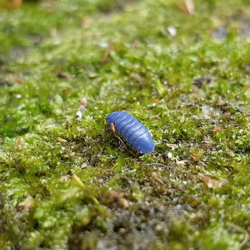 Een blauwe pissebed?