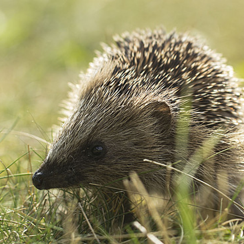 Afbeelding van Ultrasoon geluid kan mogelijk egels beschermen tegen verkeer of grasmaaiers