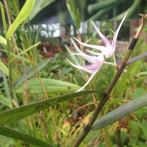 Botanische tuin Leiden: Jane Goodalls orchidee