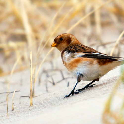 Bikkels van de toendra