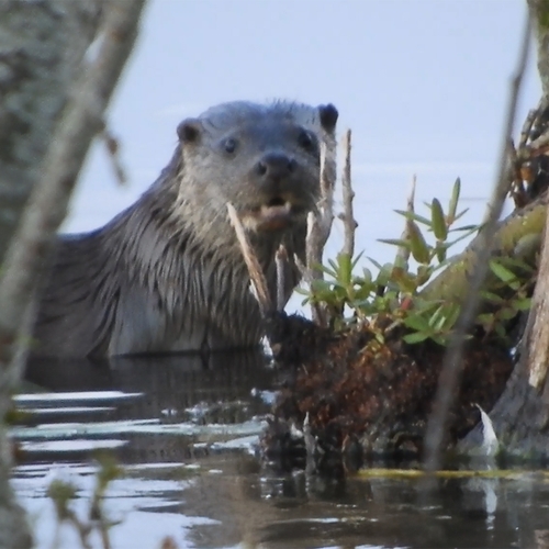 Afbeelding van Otters in actie, op jacht naar eten