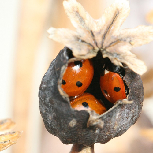 Hoe overleven insecten de winter?