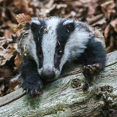 Vleermuizenopvang gaat dicht, de fenolijn, de mooiste natuurboeken en overige radio-onderwerpen