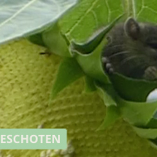 Winnaar Zelf Geschoten: Bosmuis snoept van de zonnebloem