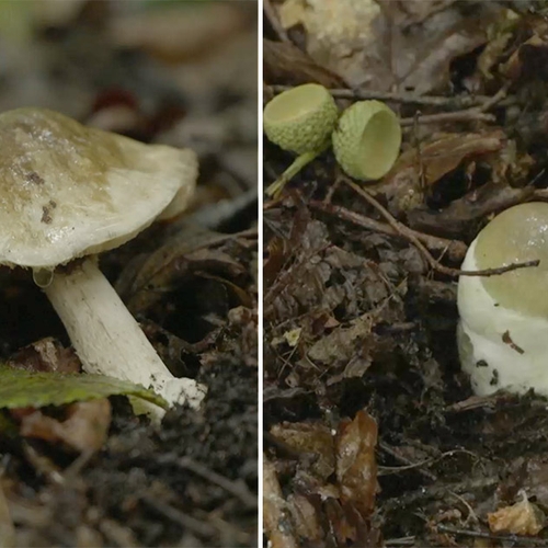 Giftigste paddenstoel ter wereld groeit in Randmeerbossen