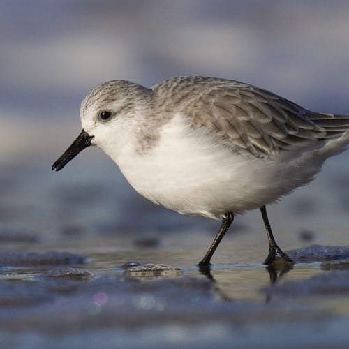 Afbeelding van Drieteenstrandloper weet garnaal goed te vinden