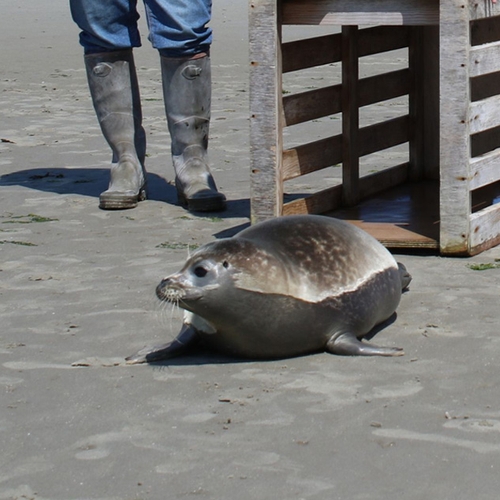 Uitgezette zeehondenpup Kiwi weer in opvang na menselijke verstoring