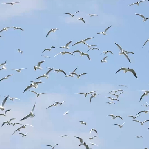 Afbeelding van Kokmeeuwenpoep verrijkt de Marker Wadden