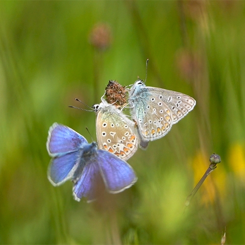 Een kijkje bij de paring van icarusblauwtjes