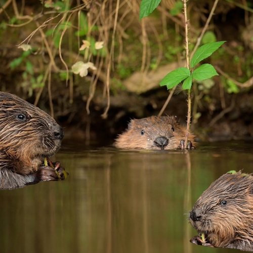 Bevers dineren uitgebreid aan de rivier