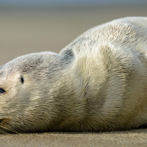 Afbeelding van Nieuw reddingsteam helpt verstrikte zeehonden