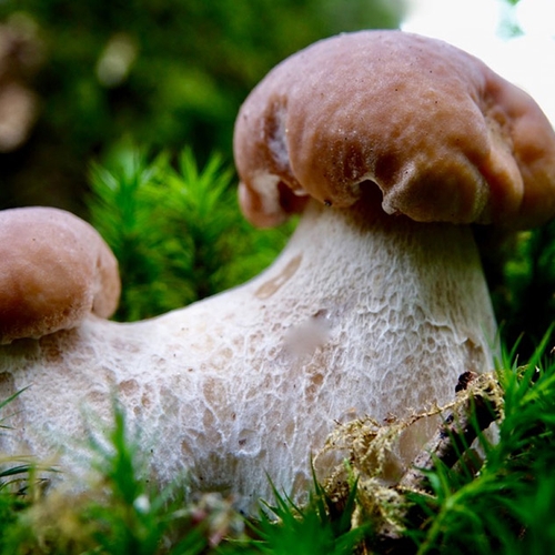 Afbeelding van Zeldzame afwijkingen bij paddenstoelen