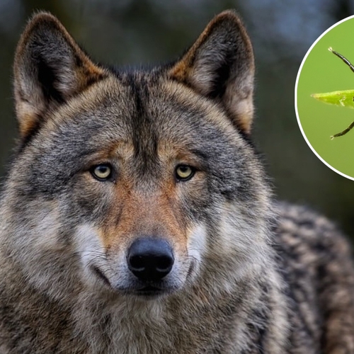 Afbeelding van Wolf beïnvloedt waarschijnlijk voorkomen teek én Lyme-bacterie