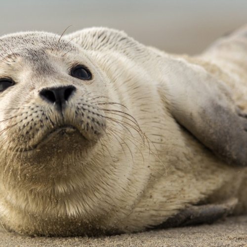 Aantal gewone zeehonden in Waddenzee blijft afnemen, wel meer pups geteld