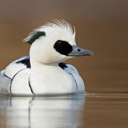 Portretten van wintereenden: onze polderparadijsvogels