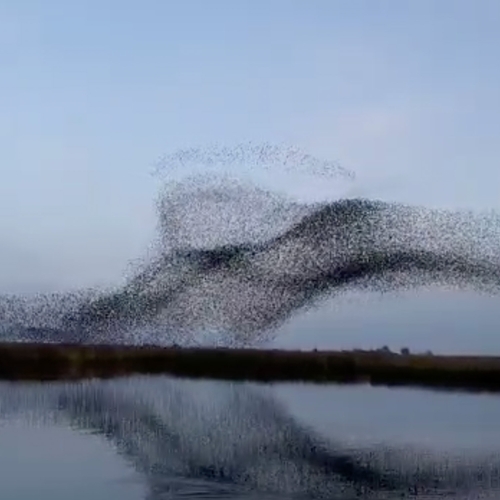 Vogels spotten in 3D