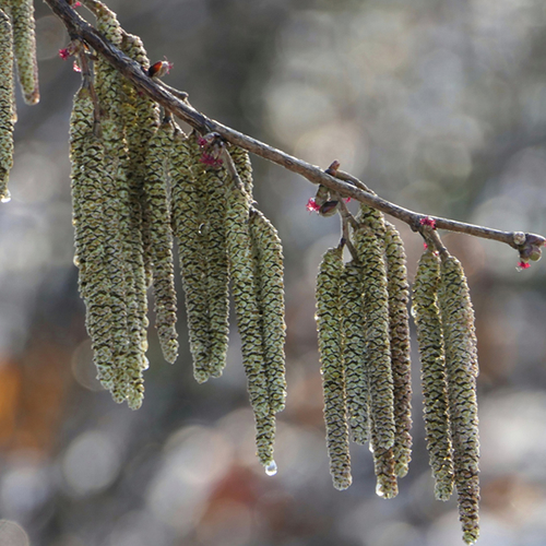 Afbeelding van Pollenseizoen van de hazelaar begon nog nooit zo vroeg