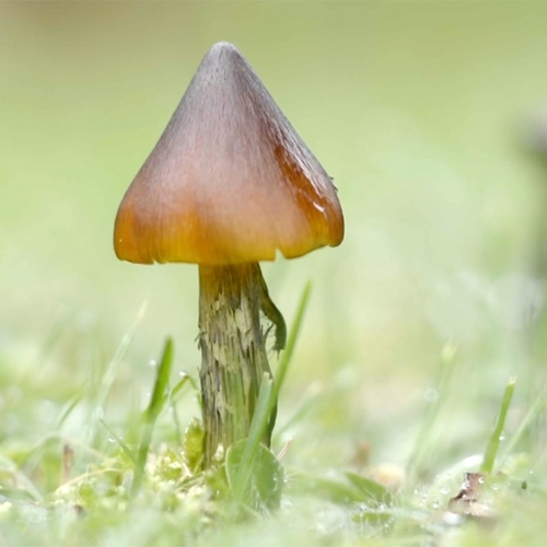 Afbeelding van Paddenstoelen zijn de stofzuigers en voeders van de natuur