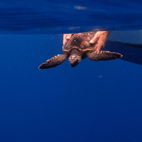 Blijdorp zet opgevangen dikkopschildpadden weer uit bij de Azoren