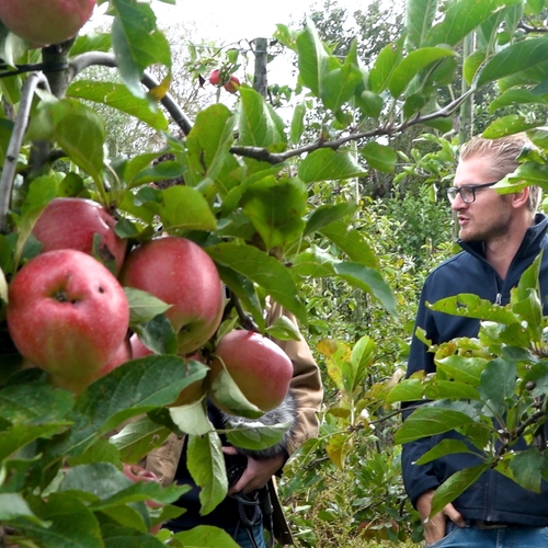 Afbeelding van Initiatief tegen verspilling van de appeloogst + filmpje