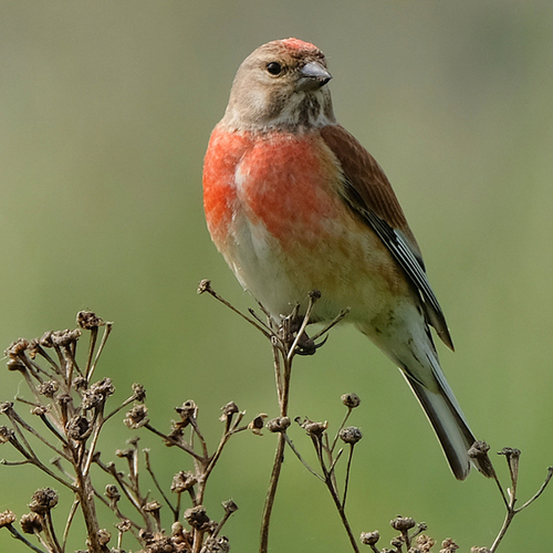 Afbeelding van Fenolijn 8 maart 2026