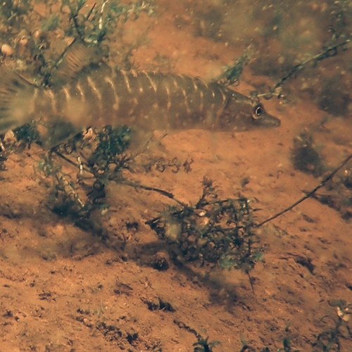 Nieuw natuurgebiedje onder water + filmpje