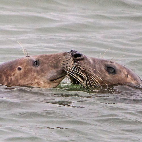 Aantal grijze zeehonden in Waddengebied stijgt langzaam