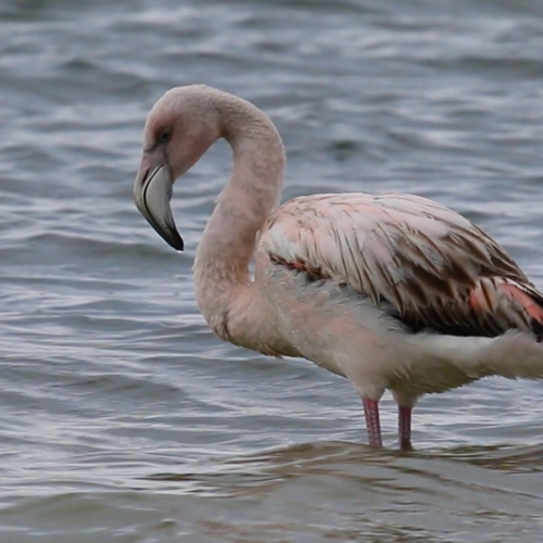 Is het bijzonder om de flamingo in Nederland te zien?
