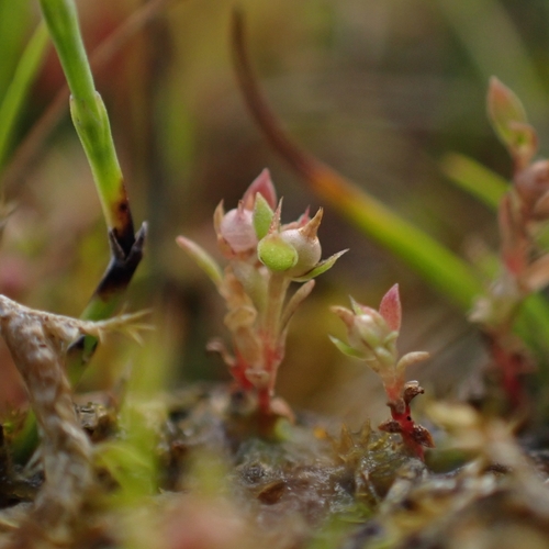 Overige onderwerpen: Rijksvastgoedbedrijf en dwergplantjes