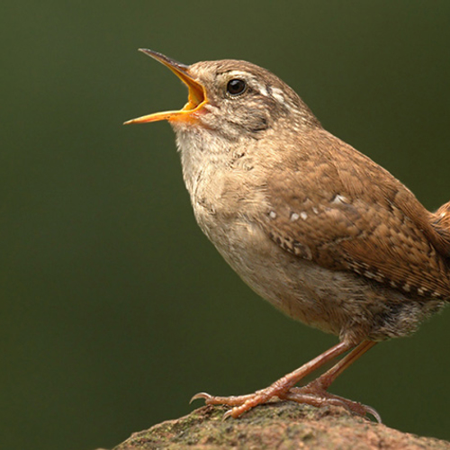 Zondag: internationaal vogelconcert