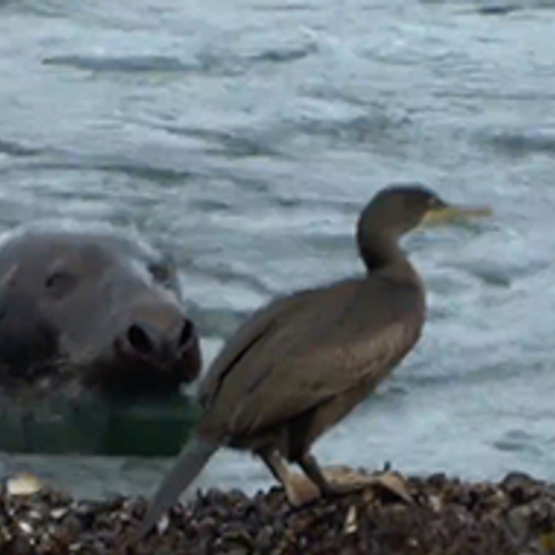 Kuifaalscholver ontmoet zeehond