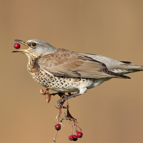 Fenolijn 035 - 67 11 338