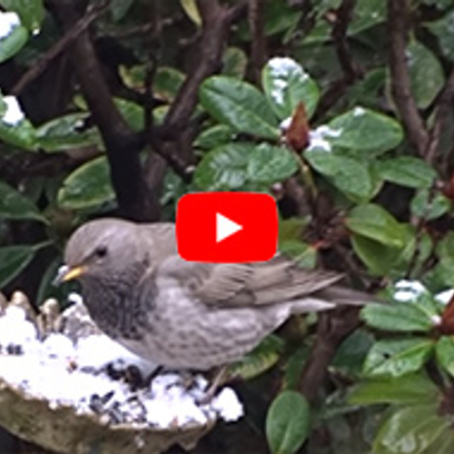 Zwartkeellijster in de tuin