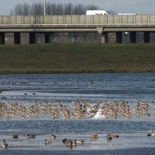 De grutto's komen terug!