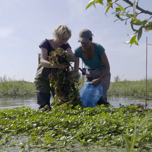 Bestrijden van de kleine waterteunisbloem