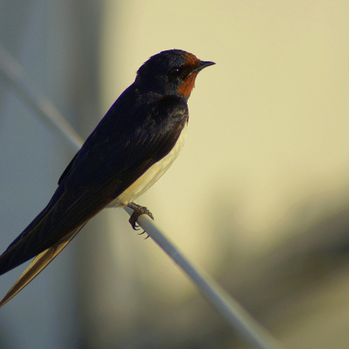 3 miljard Amerikaanse vogels verdwenen