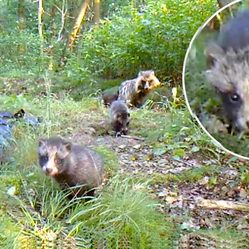 Afbeelding van Enorme opmars van wasbeerhonden in Nederland