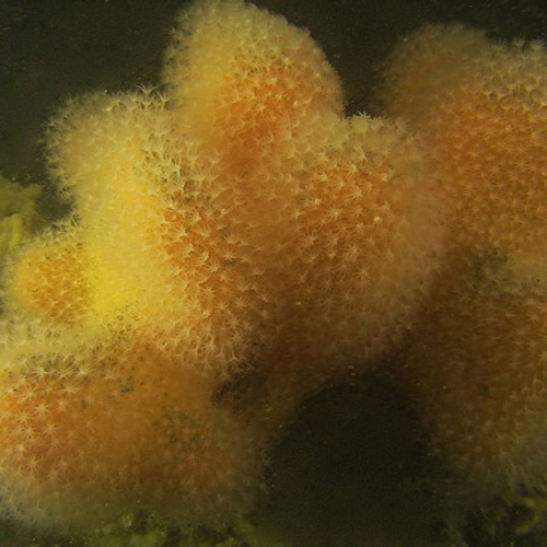 Dodemansduim gedijt goed