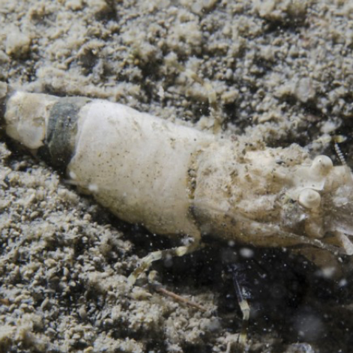 Nieuwe garnalensoort duikt op in de Oosterschelde