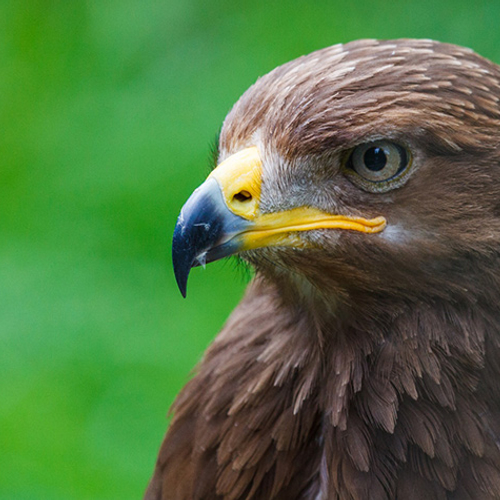 Schreeuwarend vindt vliegroute niet zonder hulp van ouder