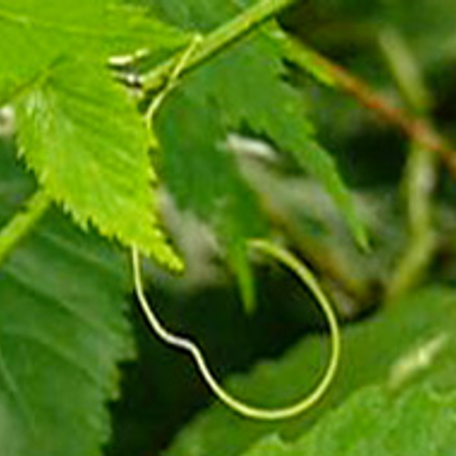 Parasitaire paardenhaarworm