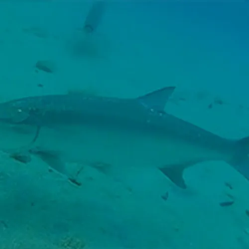 Tarpons bij Bonaire