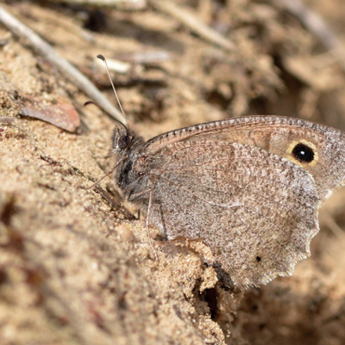 Vlinderkroegen tijdens droogte