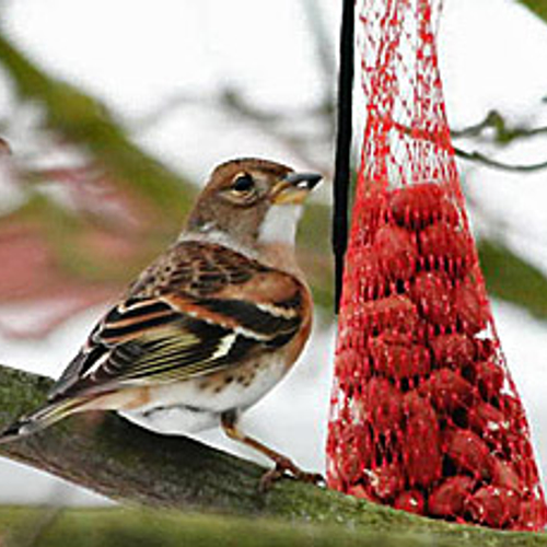 Vogels voeren doe je zo